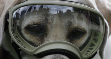 Symbol of hope: Frida the rescue dog goes to work in Mexico's earthquake recovery 